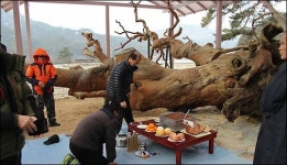 괴산 왕소나무, 주민들과 마지막 작별인사