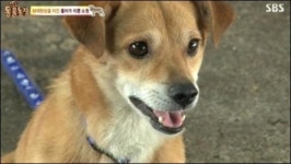 동물농장 똘이…세계에서 가장 똑똑한 개는?