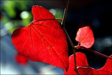 단풍이 드는 이유, 기후 변화에 따라 엽록소 양 줄어