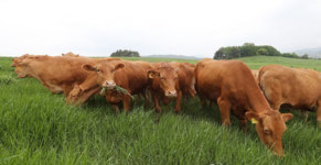 한우 300마리 대관령 초지에 올해 첫 방목…생산비 절감