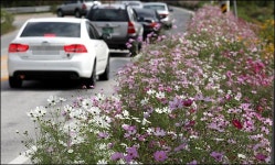 <포토>고향길에 코스모스는 바람에 흔들리고...