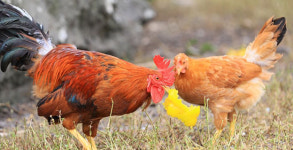 ‘살충제 계란’ 겪은 정부, 식품안전 종합개선책 마련