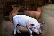 국내 첫 돼지 A형 구제역 발생 