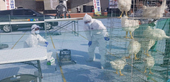 AI·구제역 방역 강화…발생 즉시 3km 내 예방적 살처분 실시