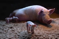 동물사랑 사진공모전, 김만진 씨 ‘첫 걸음마’ 대상 수상