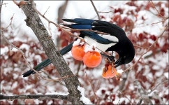 <포토>눈덮인 까치밥 먹는 까치
