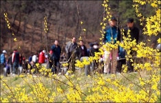 봄꽃 성큼…서울, 개나리 24일·진달래 26일 개화 예보