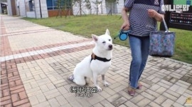 장애견에게 뒷다리 파업이라니…동물농장, 희희화 편집 비난