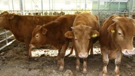 중국, 이번엔 브루셀라병 3000여명 집단 감염