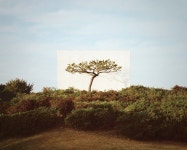 싱어송라이터 이린재, 세계적 사진작가 이명호와 콜라보한 ‘나무’ 발표