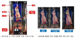 AI로 쇠고기 산육량·육량등급 자동 측정한다