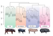 “제주 흑돼지 ‘육질’ 유전자 찾았다”