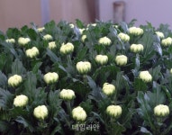 국산 국화 품종 ‘백강‧백마’로 내수・수출 두 토끼 노린다