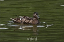무더위 식히는 오리