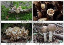 국립생물자연관, 국내 최초 둥우리버섯 발견