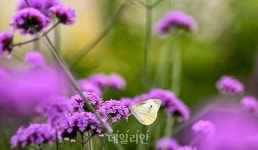 [新농사직썰 ③] 6000억원대 곤충시장…’블루오션’을 잡아라