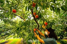 [新농사직썰⑧] 도너츠? 빵? 편견을 깬 복숭아의 변신 ‘반도’