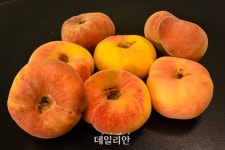 [新농사직썰⑧] 도너츠? 빵? 편견을 깬 복숭아의 변신 ‘반도’