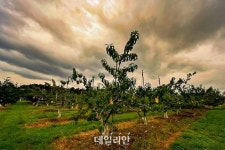 [新농사직썰⑧] 도너츠? 빵? 편견을 깬 복숭아의 변신 ‘반도’