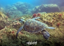 국립공원공단, 홍도 인근 멸종위기 푸른바다거북 발견
