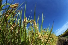 [내일날씨] 입동 전국 맑고 완연한 가을…월요일부터 기온 뚝