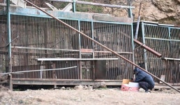 용인서 탈출한 곰 2마리 사살…나머지 1마리 추적중