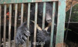환경부 “2026년부터 곰 사육 금지…기존 곰은 정부가 관리”