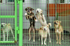 농식품부, 전국 위탁 동물보호센터 운영실태 들여다본다