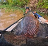 길이만 2m…브라질 아마존강서 잡힌 초대형 물고기 깜짝