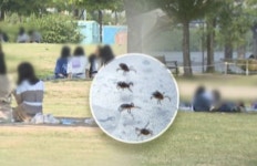 서울 마포구 노을공원서 SFTS 진드기 발견…치료제 없어 안 물리는 수밖에