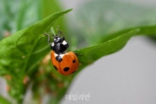 [新농사직썰㊱] 병해충 잡는 천적의 세계…친환경 농업의 출발점