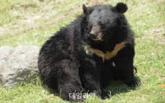 겨울잠 깬 반달가슴곰, 경남 합천서 충북 보은까지 이동
