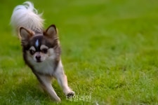 농식품부, 휴가철 반려동물 펫티켓 캠페인 진행