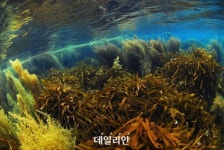 [탄소 먹는 하마②]10년 공들인 ‘바다숲’…실효성 논란 극복 방법은