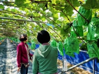 [조남대의 은퇴일기⑫] 땀방울이 포도송이 되어