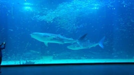 동물원·수족관 고래 신규 전시 금지…수족관 허가제 도입