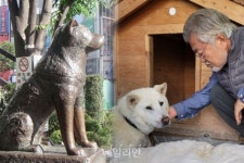 시부야 역(驛) 충견 하치코와 문재인의 애견 마루 [정기수 칼럼]