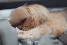 “우리동네 동물병원 진료비는 얼마?”…5일부터 진료비 게시