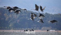 [현장] ‘믿음의 땅’ 순천…흑두루미가 동쪽에서 온 까닭은