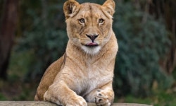 강릉서 새끼사자 2마리 동물농장 탈출…2시간 만에 인근 야산서 생포