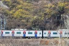 개나리 활짝 핀 응봉산