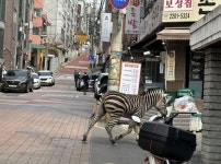 너 어디서 왔니? 서울 자양동 주택가 돌아다니고 있는 얼룩말…어린이대공원서 탈출