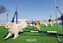 파양동물 이용한 ‘신종 펫샵’ …공정위, 아이조아 서울점 불공정약관 심사