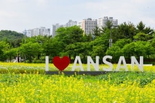 [포토]안산시 단원구청 앞 유채꽃밭 활짝…“힐링하러 오세요”