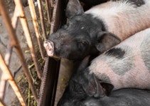 태국인 노동자 시신유기 돼지농장주…검찰, 1심 집행유예에 항소