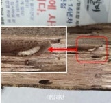 정부, 강남 주택가 외래 흰개미 159마리 박멸… “이웃 주택 확산 없는 듯”