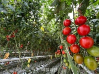 스마트팜에서 키우니 매출액 2배 ‘주렁’…비결은 10분마다 축적된 빅데이터 [현장]