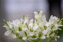 진짜 ‘알싸함’ 느껴봤어?…버릴 것 없는 “철원 고추냉이 나가신다” [新농사직썰-월령가⑧]