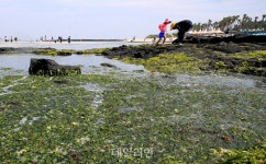 농식품부, 메탄가스 저감 사료첨가제 등 12개 신기술 인증