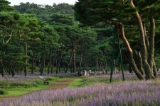 수원시 노송 숲,정조로 테마 가로수길 산림청 인증 ‘모범 도시숲’ 선정